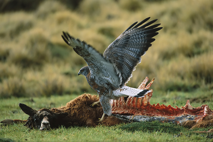 Black buzzard-eagle (Geranoaetus melanoleucus) feeds on a llama carcass (Lama glama) in the Atacama Desert; Chile, by Joel Sartore Photography / Design Pics