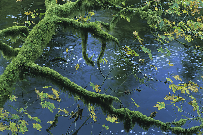 Moss-covered tree limb over creek, Clayoquot Sound, Vancouver Island, BC, Canada; British Columbia, Canada, by Joel Sartore Photography / Design Pics