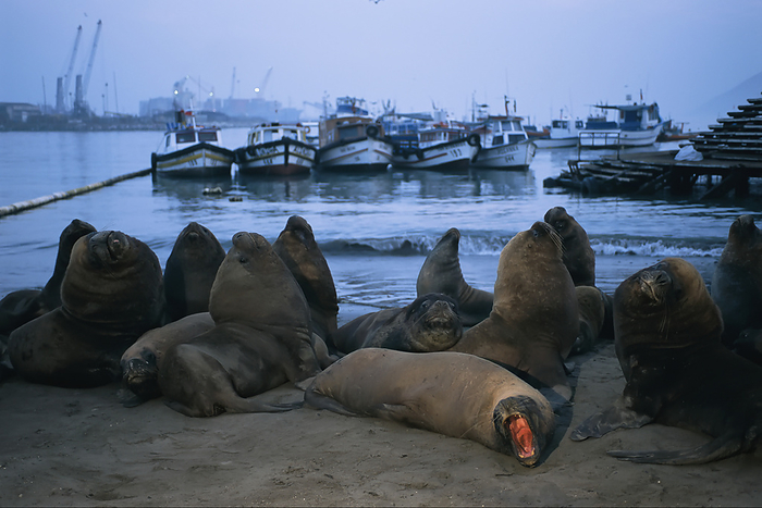 Southern sea lions (Otaria flavescens) on a beach in the port city of Iquique, Chile; Iquique, Chile, by Joel Sartore Photography / Design Pics
