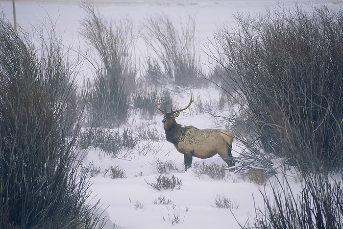 Male Elk (Cervus canadensis) standing in snowy field near gentle rolling hills in Grand Teton National Park, Wyoming, USA; Jackson Hole, Wyoming, United States of America, by Joel Sartore Photography / Design Pics