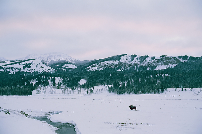 Lone Bison (Bison bison) roams a snow-covered plain, Lamar Valley, Yellowstone National Park, Wyoming, USA; Wyoming, United States of America, by Joel Sartore Photography / Design Pics
