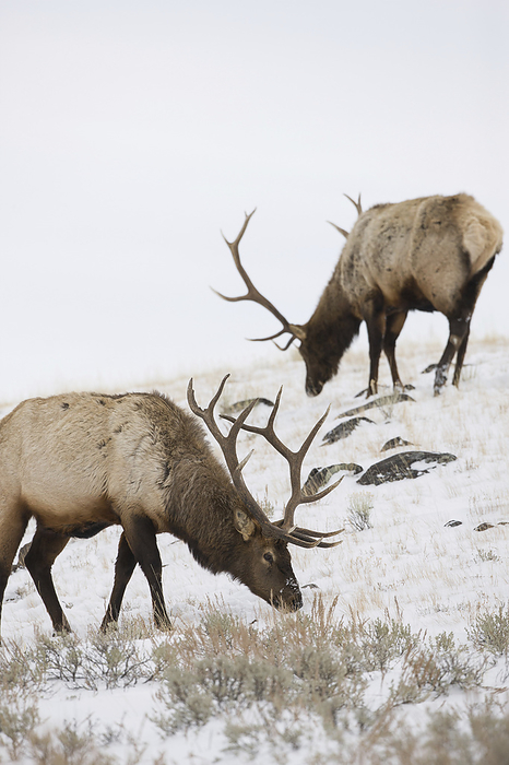 Bull elks (Cervus canadensis) graze in a snow covered prairie in Yellowstone National Park; Wyoming, United States of America, by Tom Murphy / Design Pics