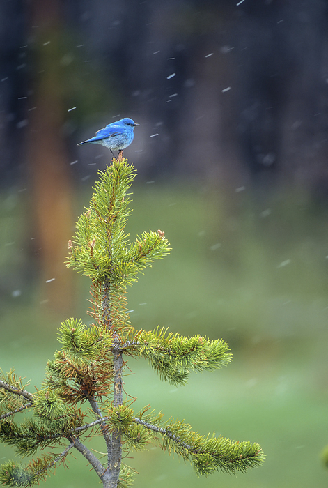 A male Mountain bluebird (Sialia currucoides) perched on the top of a small lodgepole pine (Pinus contorta), watching for insects, Yellowstone National Park; Wyoming, United States of America, by Tom Murphy / Design Pics