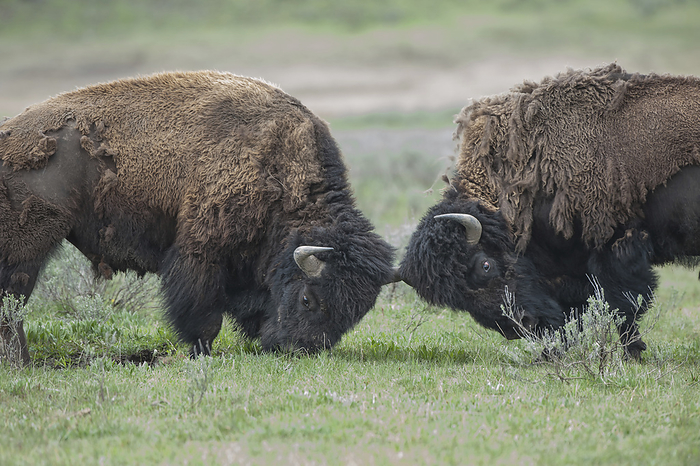 Two shedding Bison (Bison bison) butt heads in Yellowstone National Park; Wyoming, United States of America, by Tom Murphy / Design Pics