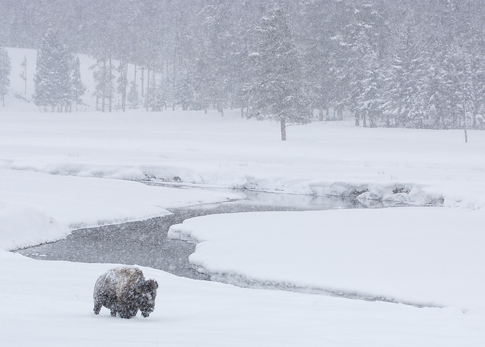 An America bison (Bison bison) forages near a stream during a snow storm in Yellowstone National Park; Wyoming, United States of America, by Tom Murphy / Design Pics