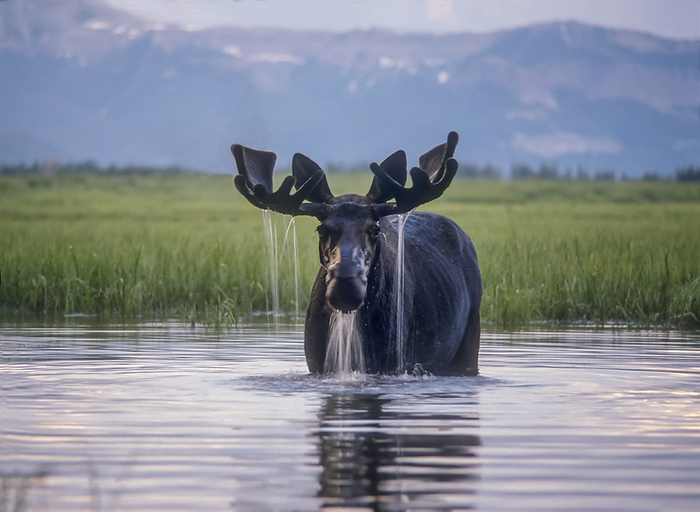 Water pours from the antlers of a bull moose (Alces alces) lifting his head from Beaverdam Creek in Yellowstone National Park; Wyoming, United States of America, by Tom Murphy / Design Pics