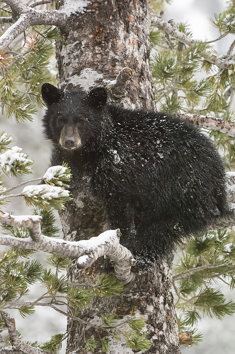 An American black bear cub (Ursus americanus) sits on a snow covered Whitebark pine tree (Pinus albicaulis) branch looking around in Yellowstone National Park; Wyoming, United States of America, by Tom Murphy / Design Pics