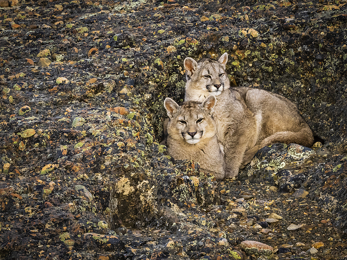 Puma kittens (Puma concolor) snuggling in the rocks in Torres del Paine National Park; Patagonia, Chile, by Ralph Lee Hopkins / Design Pics