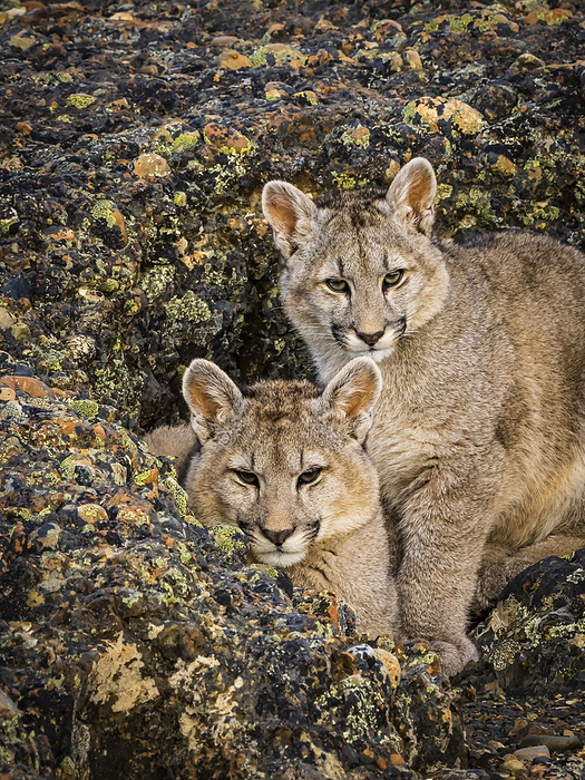 Puma kittens (Puma concolor) snuggling in the rocks, Torres del Paine National Park; Patagonia, Chile, by Ralph Lee Hopkins / Design Pics