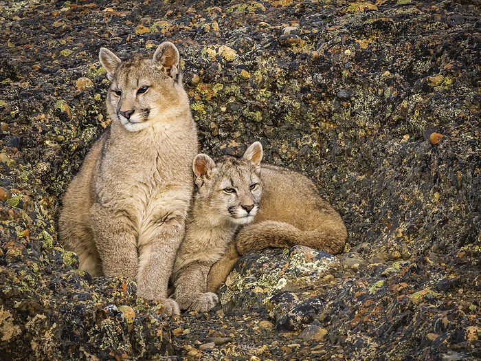 Puma kittens (Puma concolor) snuggling in the rocks, Torres del Paine National Park; Patagonia, Chile, by Ralph Lee Hopkins / Design Pics