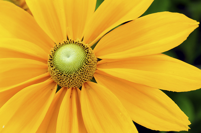 Close up of a gloriosa daisy, Rudbeckia hirta.; Boylston, Massachusetts., by Darlyne Murawski / Design Pics