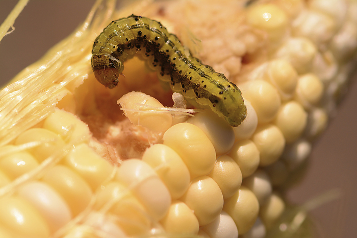 A corn earworm, Heliothis zea, eating corn kernels.; Massachusetts, USA., by Darlyne Murawski / Design Pics