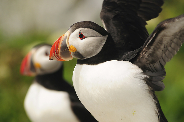 Atlantic puffins up close.  One is about to fly away.; Machias Seal Island, Maine., by Darlyne Murawski / Design Pics