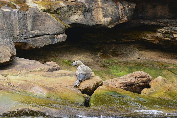 gray seal  Halichoerus grypus  A gray seal, Halichoerus grypus, basking on a rock on the shore of Bird Island.  Bird Island, Cape Breton, Nova Scotia, Canada., by Darlyne Murawski   Design Pics