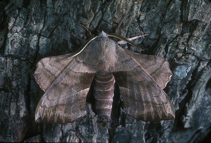 Close view of a camouflaged pecan moth on a tree trunk.; United States of America., by Darlyne Murawski / Design Pics