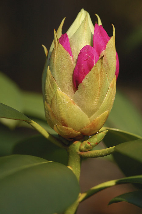 Rhododendron buds about to bloom.  Belmont, Massachusetts.; Belmont,Massachusetts, by Darlyne Murawski / Design Pics