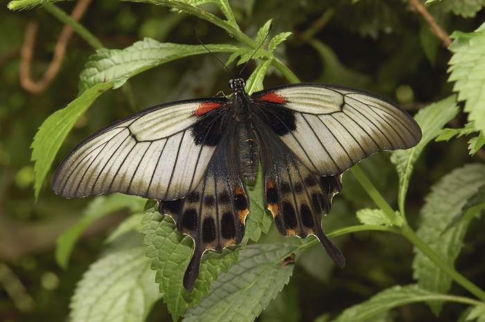 Canada Great Mormon butterfly.  Species: Papilio memnon.  Victoria, British Columbia, Canada, by Darlyne Murawski   Design Pics