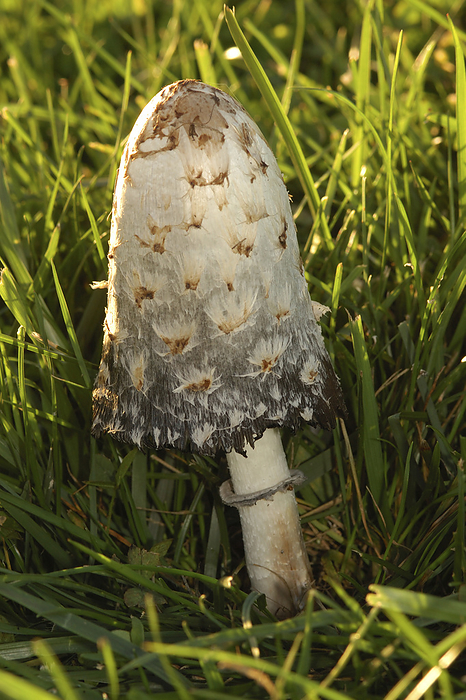 America Shaggy Mane mushroom growing in a grassy open field.  Arlington Massachusetts USA, by Darlyne Murawski   Design Pics