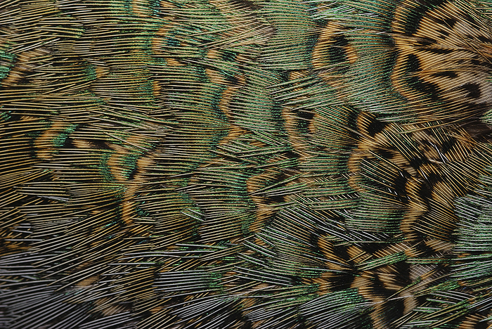Close up of pheasant feathers.  Brown with irridescent green and blue.; Medicine Rocks, Montana., by Darlyne Murawski / Design Pics