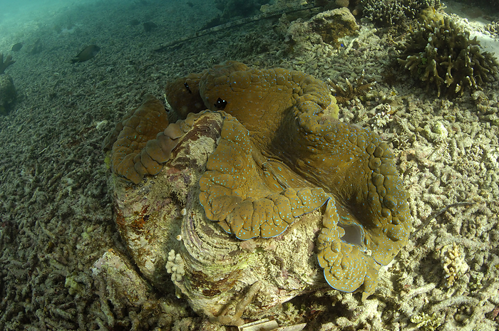 greater argonaut  species of paper nautilus, Argonauta argo  A giant clam, Tridacna gigas. It is a threatened species acc to CITES.  Derawan Island, Borneo, Indonesia., by Darlyne Murawski   Design Pics
