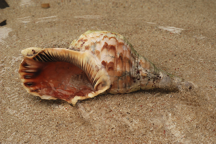 A triton shell on the beach on Derawan Island.; Derawan Island, Borneo, Indonesia., by Darlyne Murawski / Design Pics