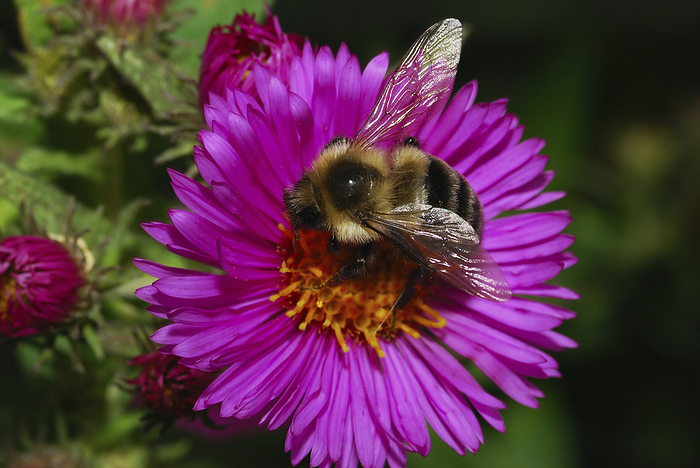 Bumblebee sipping nectar from an aster.; Arlington, Massachusetts., by Darlyne Murawski / Design Pics