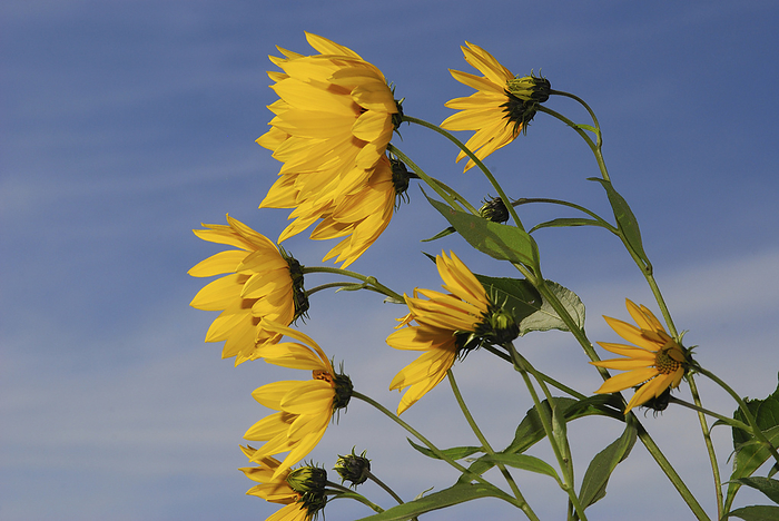 Yellow daisies blowing in the wind.; Arlington, Massachusetts., by Darlyne Murawski / Design Pics