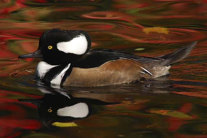 Male hooded merganser, and fall foliage reflected in water.; New York., by Darlyne Murawski / Design Pics