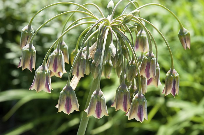 Close up of Mediterranean bells flowers, Allium bulgaricum, in spring.; Longwood Gardens, Pennsylvania., by Darlyne Murawski / Design Pics
