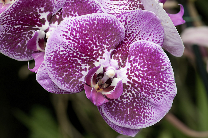 Close up of moth orchids, Phalaenopsis species.; Longwood Gardens, Pennsylvania., by Darlyne Murawski / Design Pics