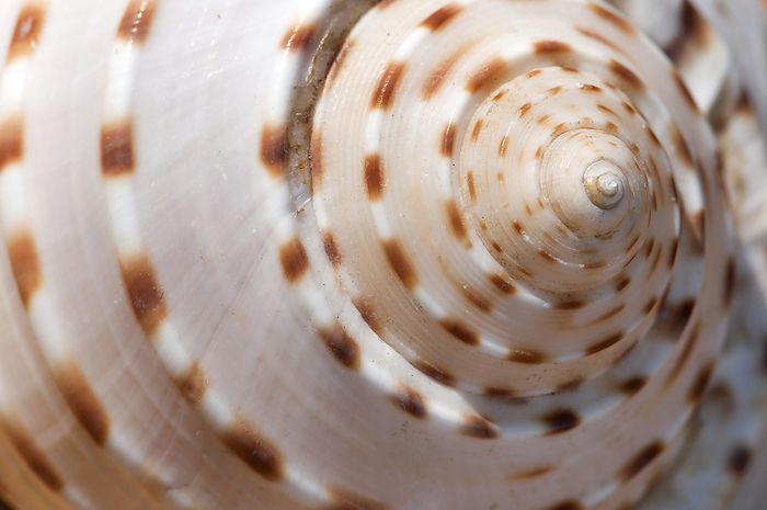 Close up of a whelk shell.; Brewster, Massachusetts., by Darlyne Murawski / Design Pics