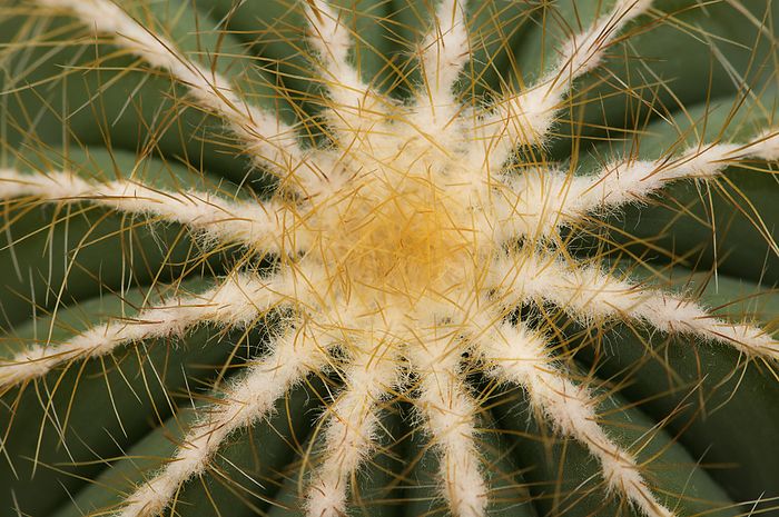 Close up of a balloon cactus, Parodia magnifica.; Wellesley, Massachusetts., by Darlyne Murawski / Design Pics
