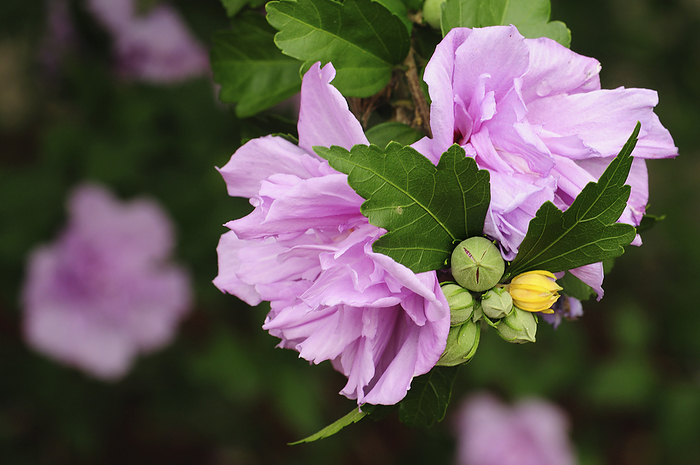 Close up of pink flowers and buds of an ornamental tree.; Lexington, Massachusetts., by Darlyne Murawski / Design Pics