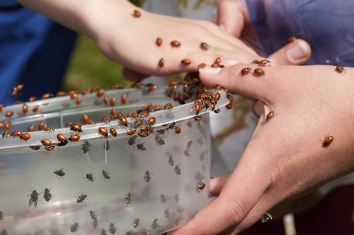 Children releasing ladybugs as part of an Earth Day celebration.; Heritage Museum and Gardens, Sandwich, Cape Cod, Massachusetts., by Darlyne Murawski / Design Pics