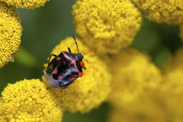 A mite-infested Twice-stabbed stink bug nymph walks across Tansy flowers.; Jamaica Plain, Massachusetts, by Darlyne Murawski / Design Pics