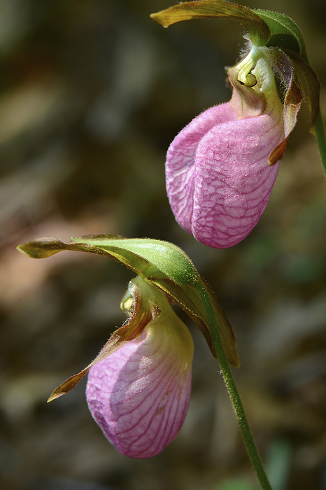 A pair of pink lady's slipper orchids, Cypripedium acaule.; Estabrook Woods, Concord, Massachusetts., by Darlyne Murawski / Design Pics
