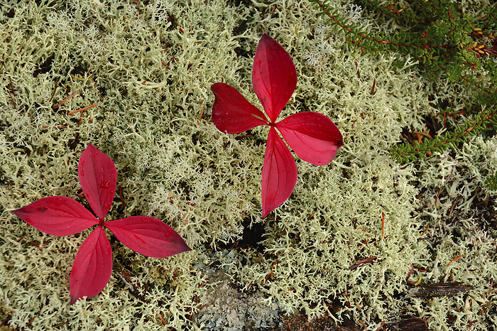 Ground cover of reindeer moss and red-leaved plants in Acadia National Park.; Acadia National Park, Mount Desert Island, Maine., by Darlyne Murawski / Design Pics