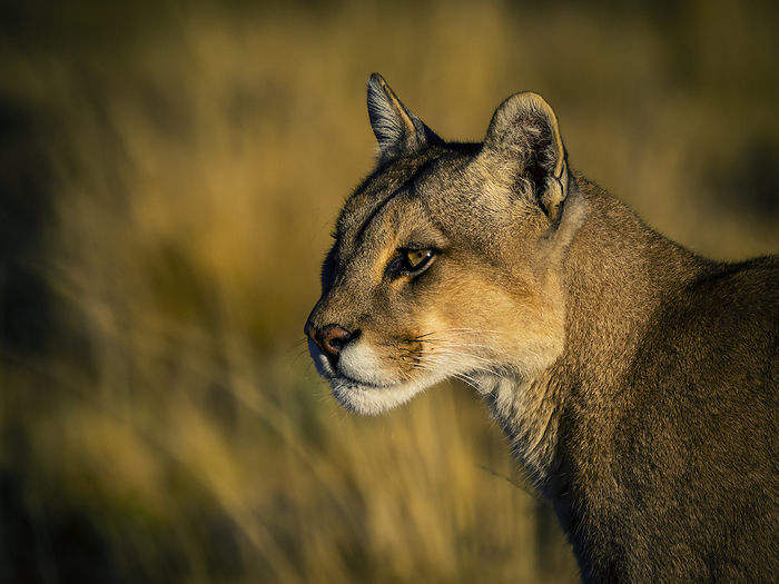 puma Portrait of a Puma  Puma concolor  in warm sunlight in Torres del Pain National Park  Patagonia, Chile, by Ralph Lee Hopkins   Design Pics