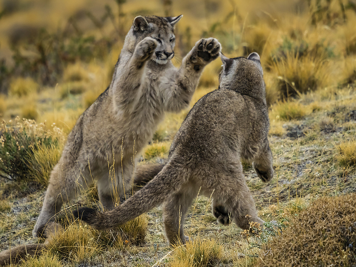 puma Puma kittens  Puma concolor  playing in Torres del Paine National Park  Patagonia, Chile, by Ralph Lee Hopkins   Design Pics