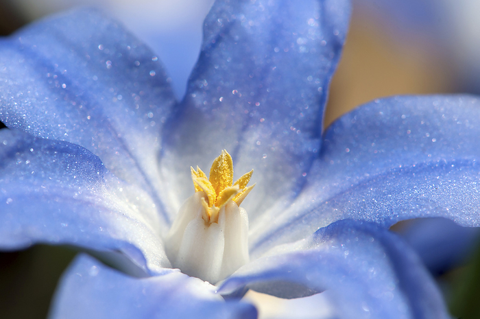 Close-up of a glory-of-the-snow flower, Chionodoxa species.; Jamaica Plain, Massachusetts., by Darlyne Murawski / Design Pics