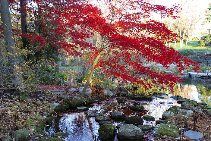 A Japanese maple with colorful, red foliage at a stream's edge.; New York., by Darlyne Murawski / Design Pics