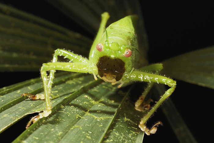 Pink-eyed tropical female katydid, mouth agape and spiny legs on leaf.; Darien National Park, Panama., by Darlyne Murawski / Design Pics