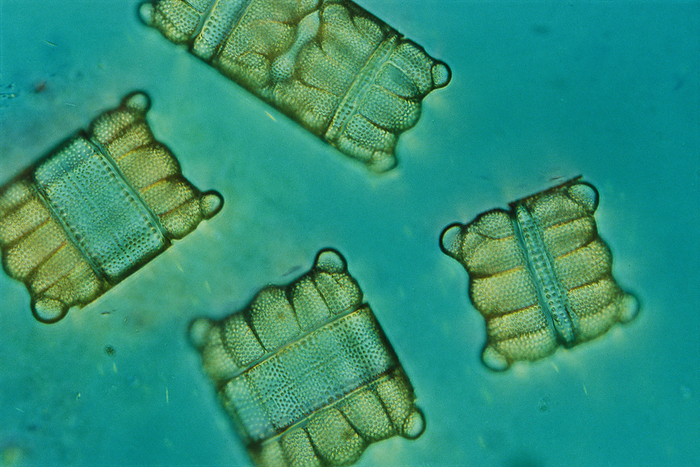 Close view of diatoms.; United States., by Darlyne Murawski / Design Pics