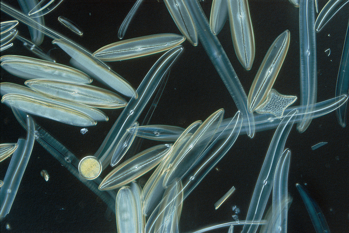 Close view of diatoms.; United States., by Darlyne Murawski / Design Pics