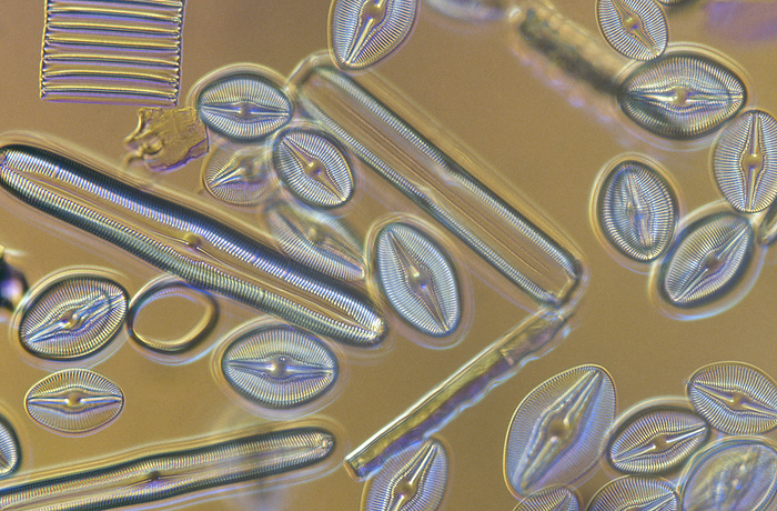 Diatoms reproduce by both simple cell division and sexually.  Diatoms have been used as tracers in military intelligence, to connect criminals to crime scenes , to locate the sites of drownings and in archaeology to find the sources of cl ay in ancient pots.  This diatom sample was magnified 400 times.; UNITED STATES., by Darlyne Murawski / Design Pics