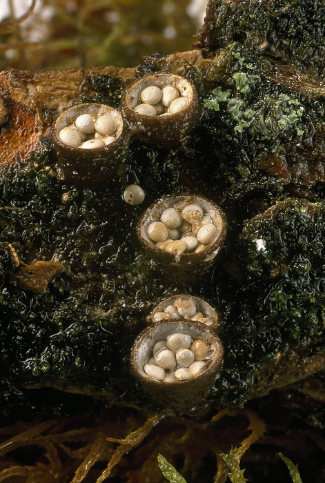 Crucibulum laeve, which produces spore cases resembling eggs in baskets that measure a quarter of an inch across.  This white-egg bird's nest fungi cradles tiny spore packets that scatter when splashed by raindrops.; United States., by Darlyne Murawski / Design Pics