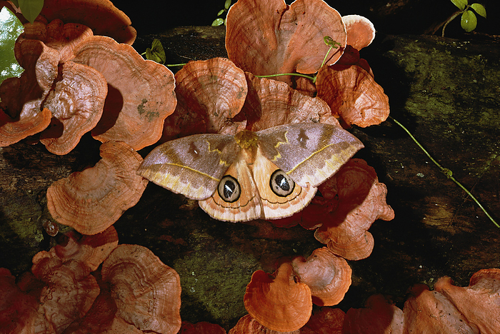An Io moth lands on bracket fungi.; Barro Colorado Island, Panama., by Darlyne Murawski / Design Pics