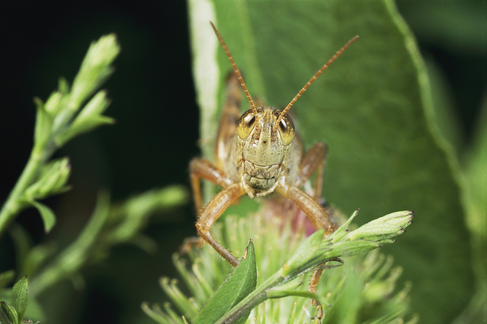 A grasshopper perched on a plant.; Arlington, Massachusetts, by Darlyne Murawski / Design Pics
