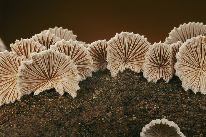 An array of common split gill mushrooms (Schizophyllum commune).; Concord, Massachusetts., by Darlyne Murawski / Design Pics