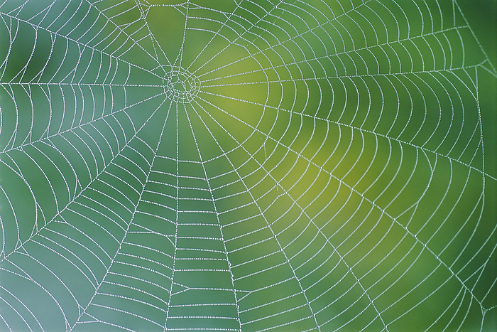 Spiderweb covered in dew by a pond.; Central Vermont., by Darlyne Murawski / Design Pics